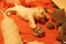Clumber Spaniel Welpen 4 Wochen