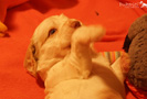 Spaniel Welpen 4 Wochen