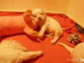 Clumber Spaniel Welpen 4 Wochen