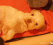 Clumber Spaniel Welpen 4 Wochen
