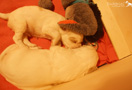 Clumber Spaniel Welpen 4 Wochen