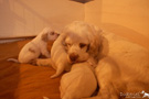 Spaniel Welpen 4 Wochen