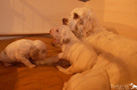 Clumber Spaniel Welpen 4 Wochen