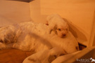 Clumber Spaniel Welpen 4 Wochen