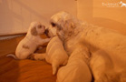 Clumber Spaniel Welpen 4 Wochen