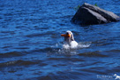 Clumber Spaniel beim Dummytraining am See