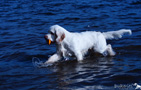 Spaniel bei der Wasserarbeit