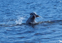 Clumber Spaniel beim Dummytraining am See