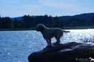 Clumber Spaniel beim Dummytraining am See