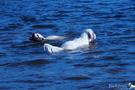 Spaniel bei der Wasserarbeit
