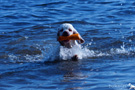 Clumber Spaniel beim Dummytraining am See