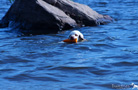 Clumber Spaniel beim Dummytraining am See