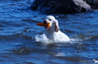 Spaniel bei der Wasserarbeit