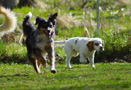 Clumber Spaniel Puppies am Hundeplatz