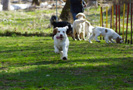 Clumber Spaniel Welpen am Hundeplatz
