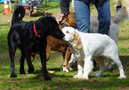 Clumber Spaniel Welpen am Hundeplatz