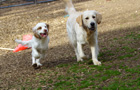 Clumber Spaniel Welpen am Hundeplatz