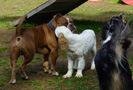Clumber Spaniel Welpen am Hundeplatz