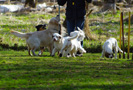  Spaniel Welpen am Hundeplatz