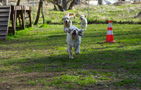 Clumber Spaniel Welpen am Hundeplatz