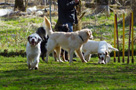 Clumber Spaniel Welpen am Hundeplatz