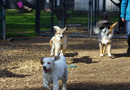 Clumber Spaniel Welpen