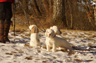 Clumber Spaniel Welpen