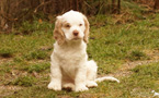Clumber Spaniel Welpen