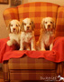 Clumber Spaniel Welpen