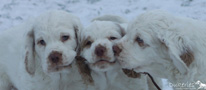 Spielende Clumber Spaniel Puppies