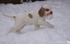 Clumber Spaniel Welpen