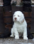 Clumber Spaniel Welpen