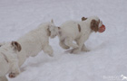 Spielende Dukeries' Clumber Spaniel Welpen