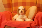 Dukeries' Spaniel Welpen