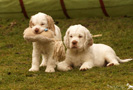 Clumber Spaniel Welpen