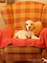 Spielende Clumber Spaniel Welpen