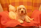 Dukeries' Clumber Spaniel Puppies