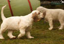Clumber Spaniel Puppies