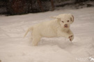 Dukeries' Clumber Spaniel Welpen