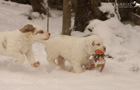 Clumber Spaniel Welpen