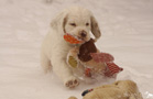 Clumber Spaniel Welpen