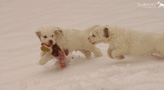Spielende Clumber Spaniel Puppies
