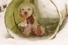 Clumber Spaniel Welpen