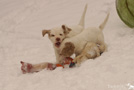 Clumber Spaniel Welpen