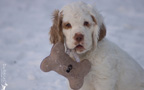  Spielende Dukeries' Clumber Spaniel Welpen