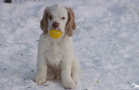 Spielende Clumber Spaniel Puppies