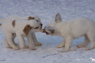 Clumber Spaniel Welpen