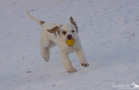 Clumber Spaniel Welpen