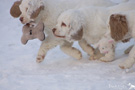 Spielende Clumber Spaniel Puppies
