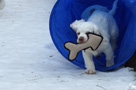 Clumber Spaniel Welpen im Agilitytunnel